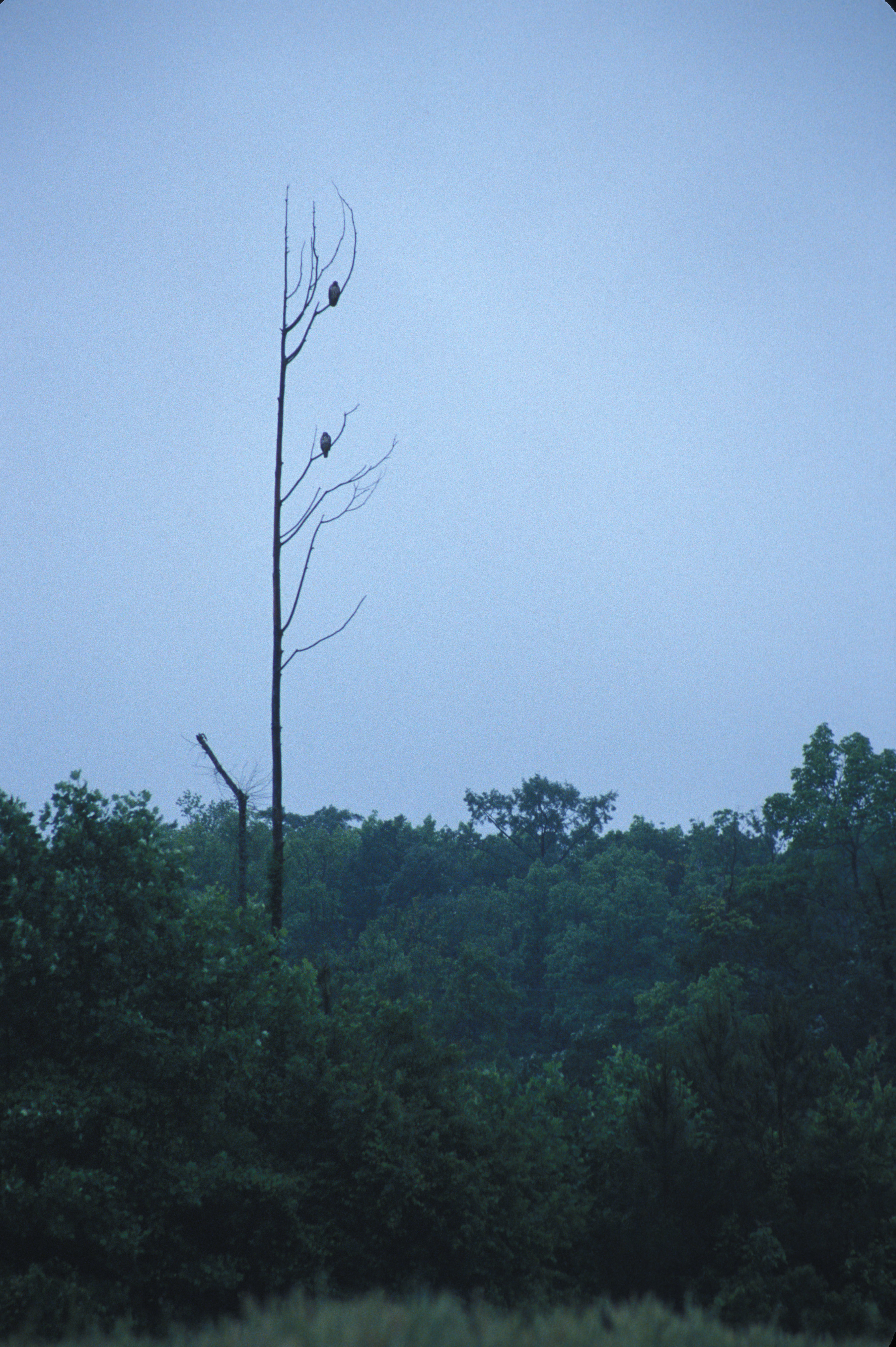 Image of Red-tailed Hawk