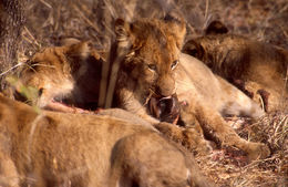 Image of African Lion
