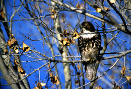 Image of Red-tailed Hawk