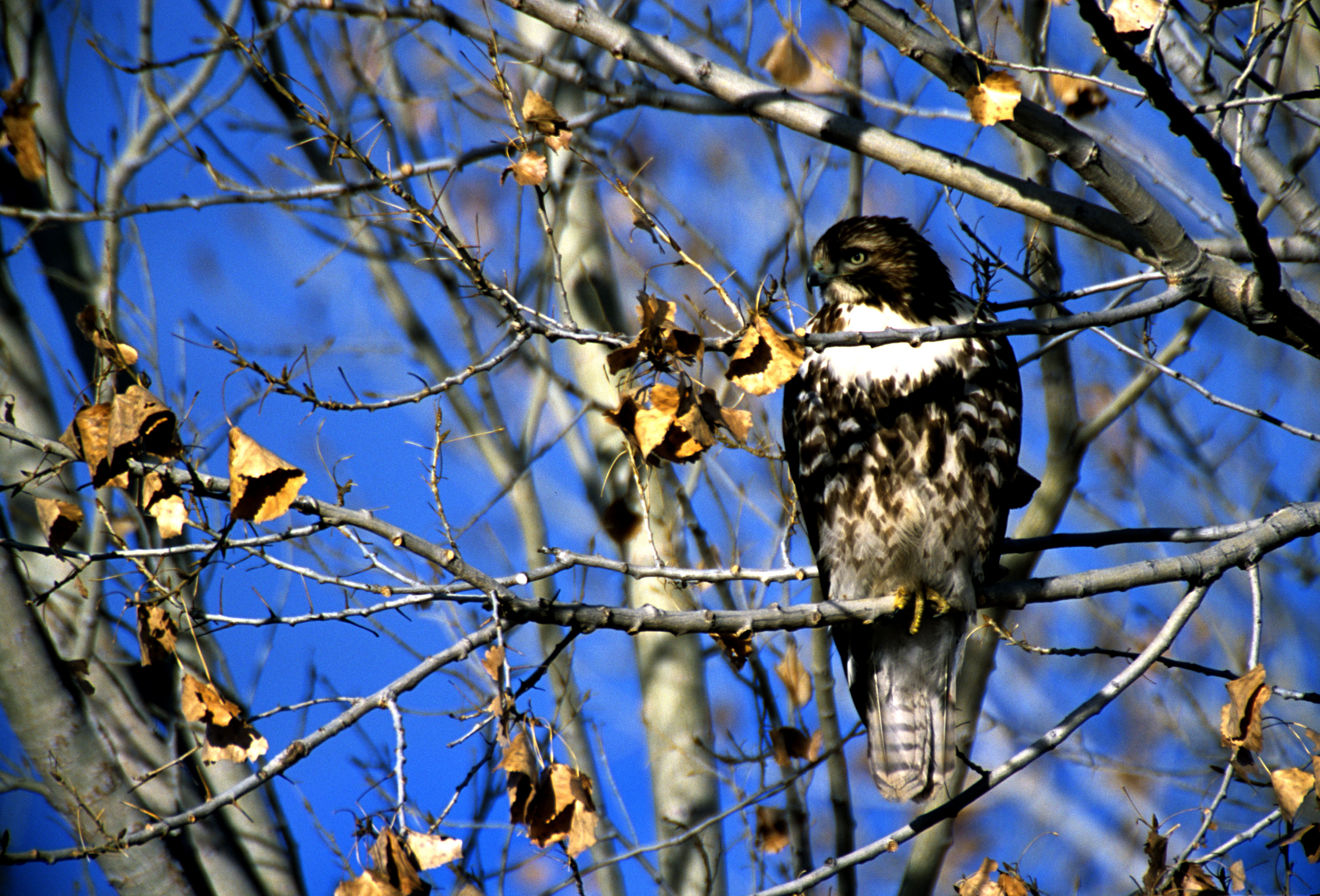 Image of Red-tailed Hawk