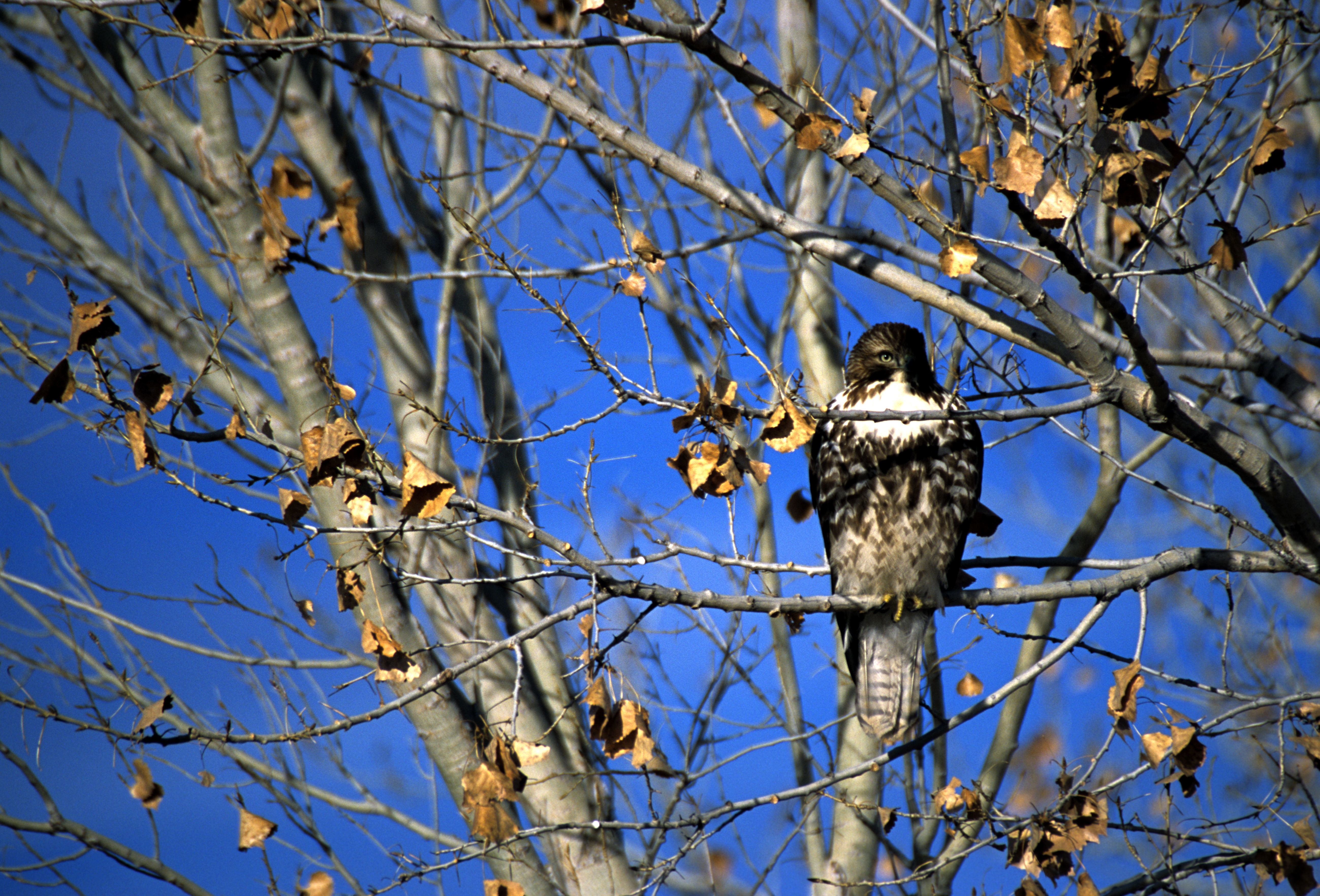 Image of Red-tailed Hawk