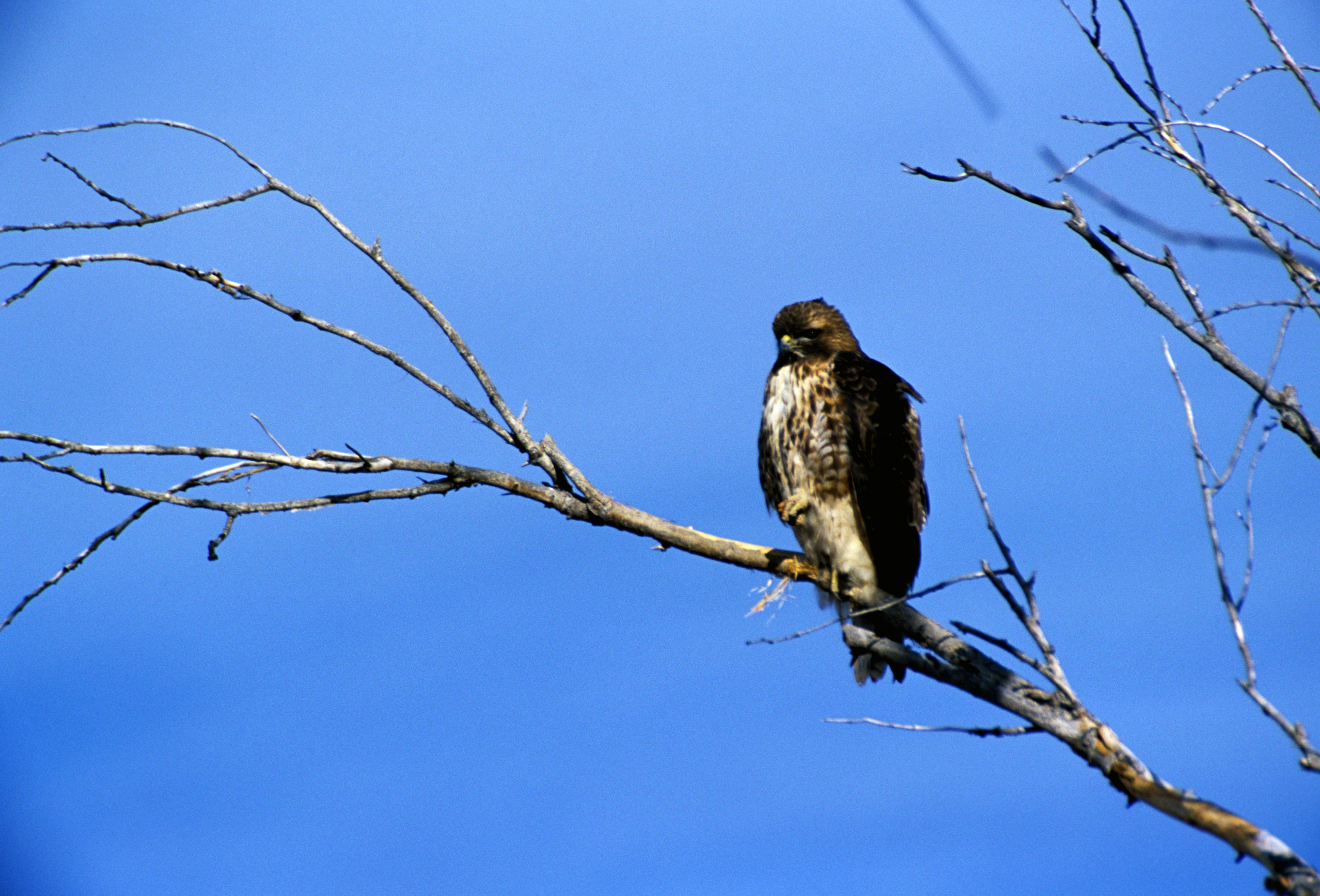 Image of Red-tailed Hawk