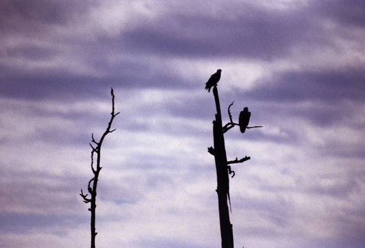 Image of Bald Eagle