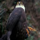 Image de <i>Accipiter vantralis</i>