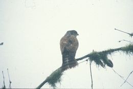 Image of Tiny Hawk