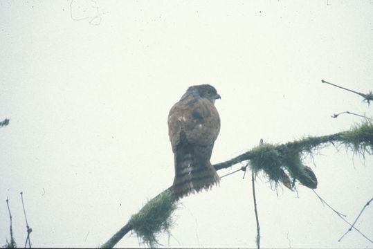 Image of Tiny Hawk