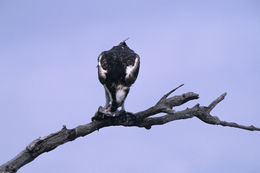 Image of Osprey