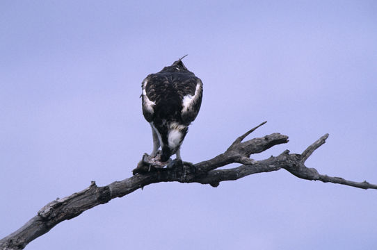 Image of Osprey