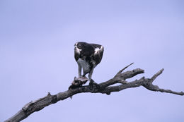 Image of Osprey