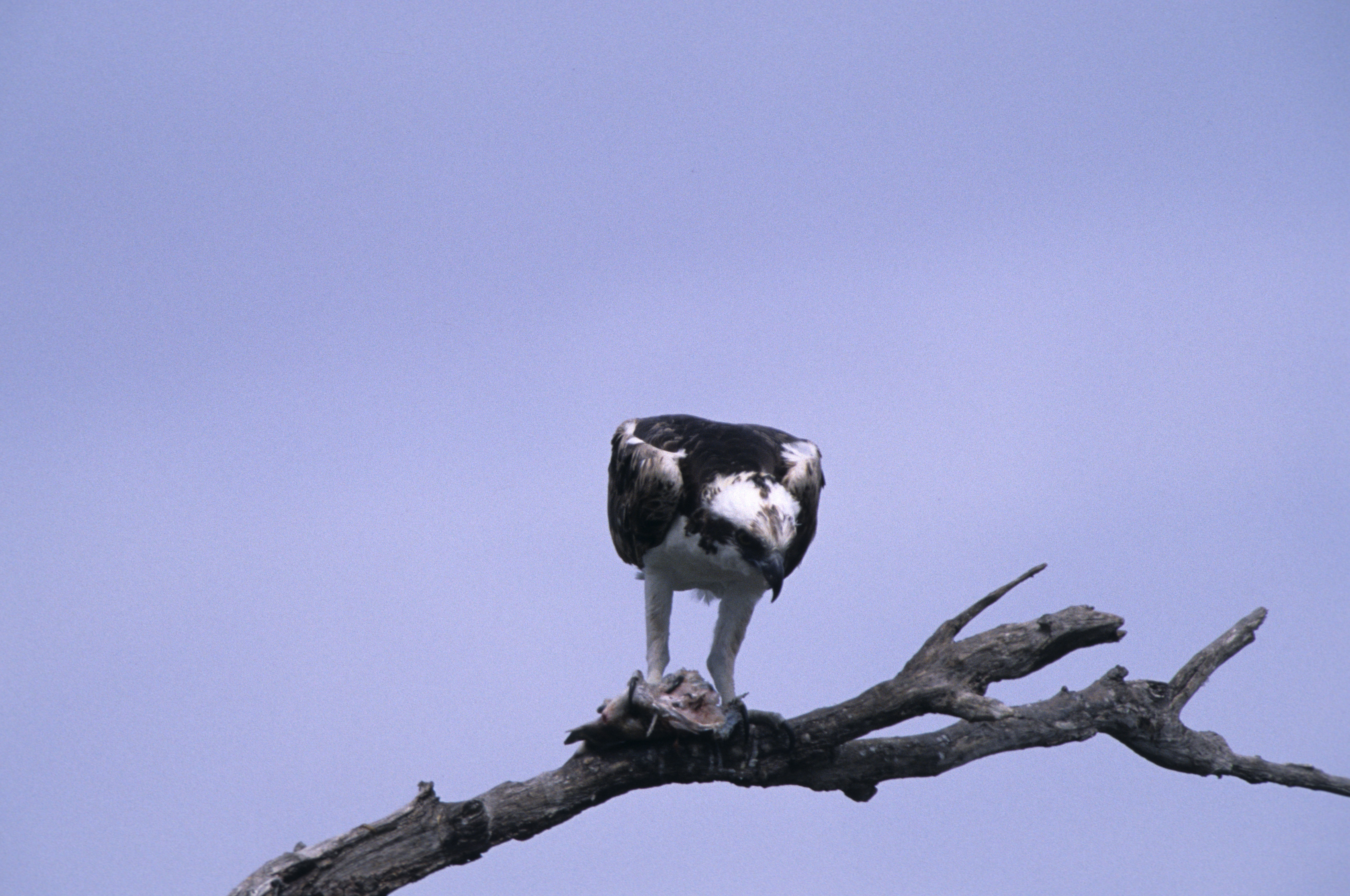 Image of Osprey
