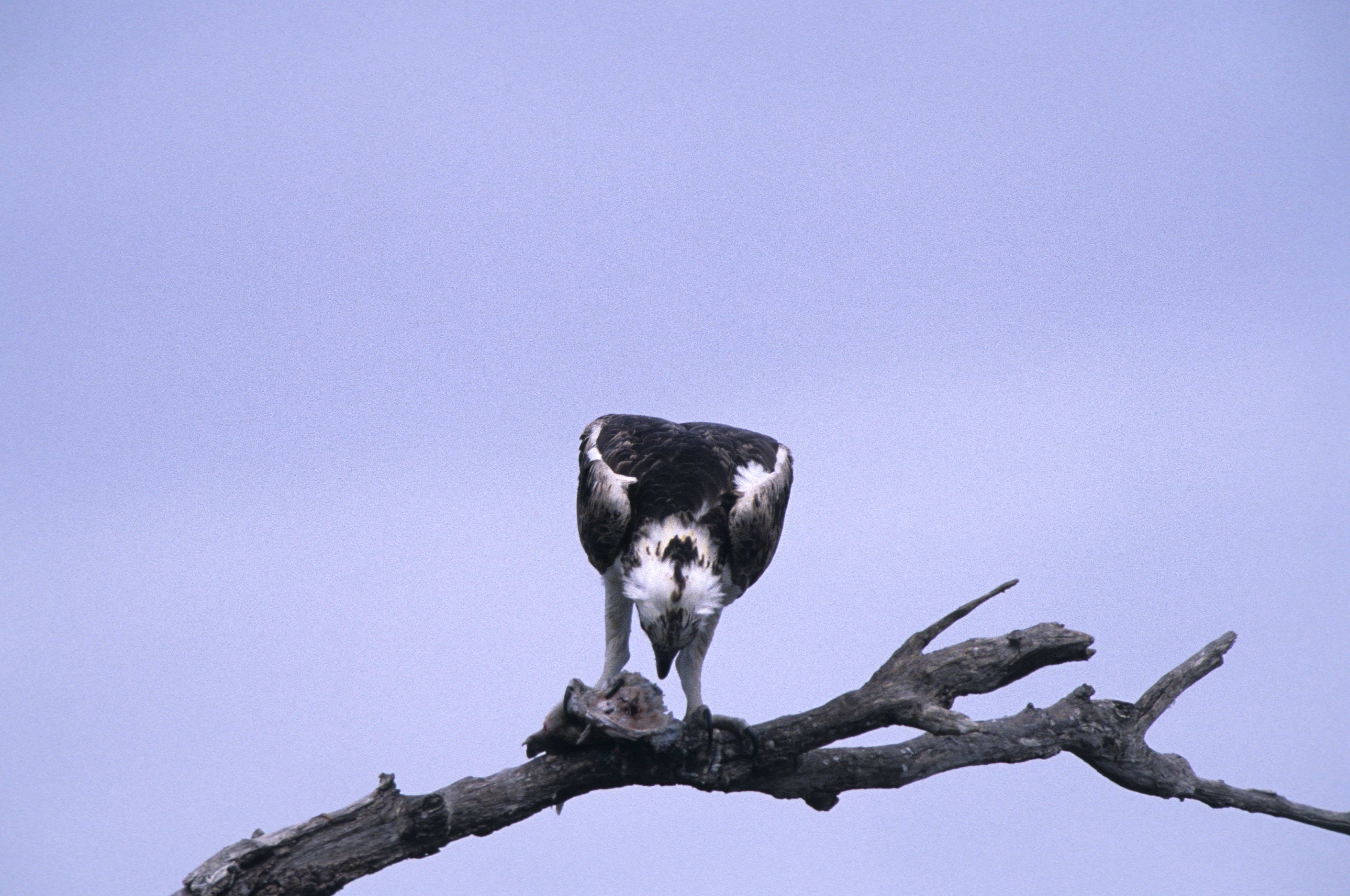 Image of Osprey