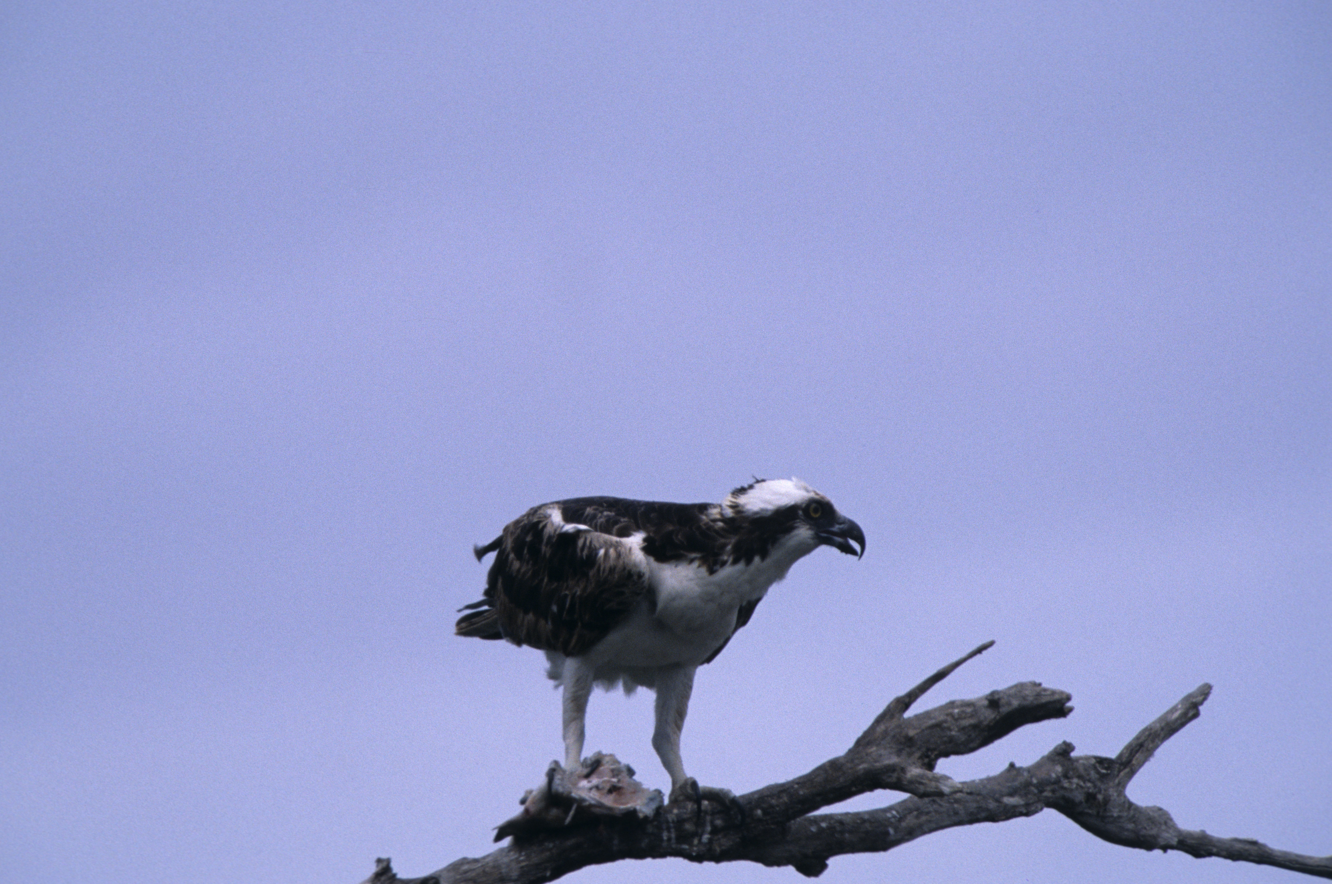 Image of Osprey