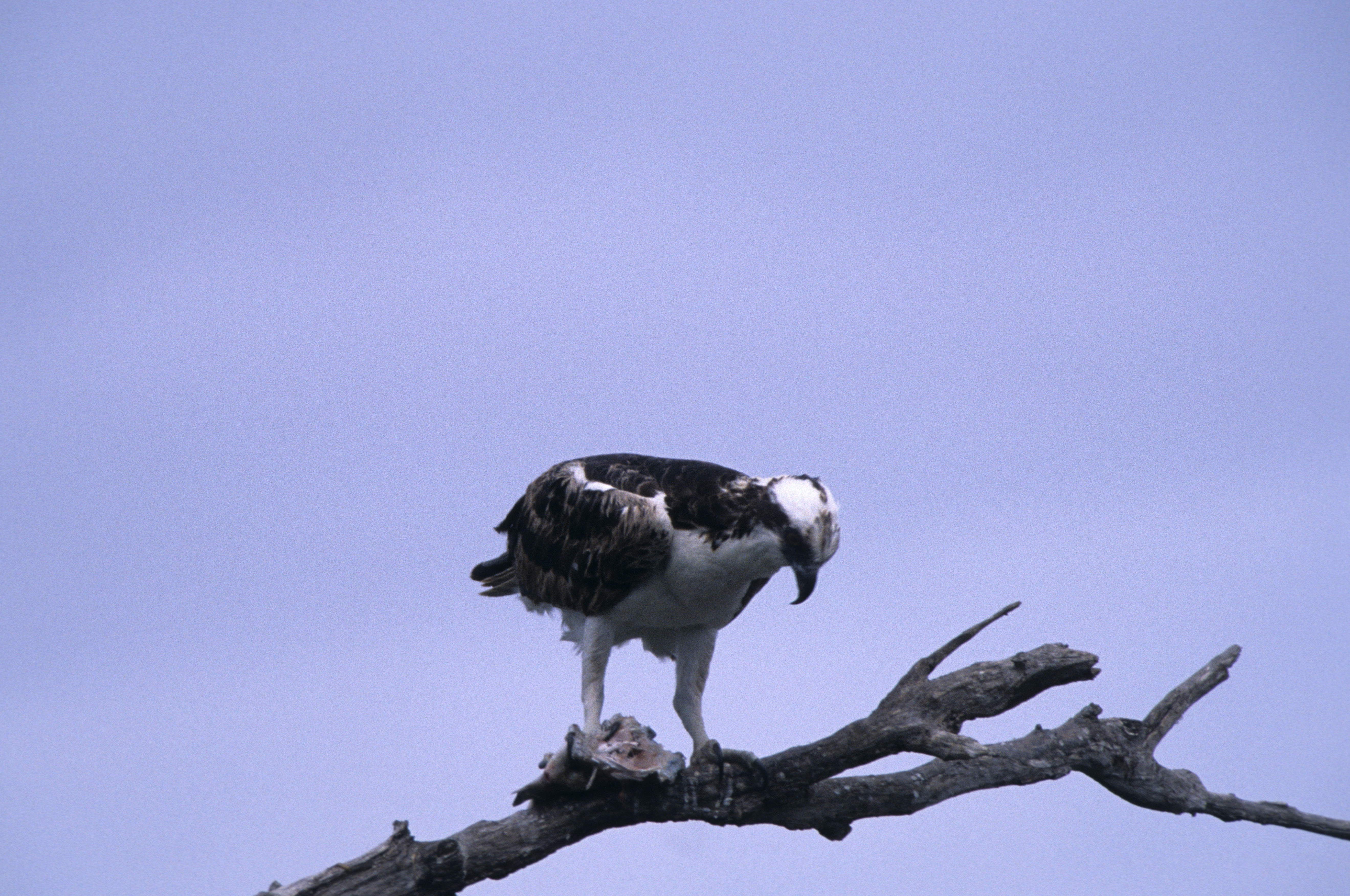 Image of Osprey