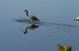 Image of Tricolored Heron