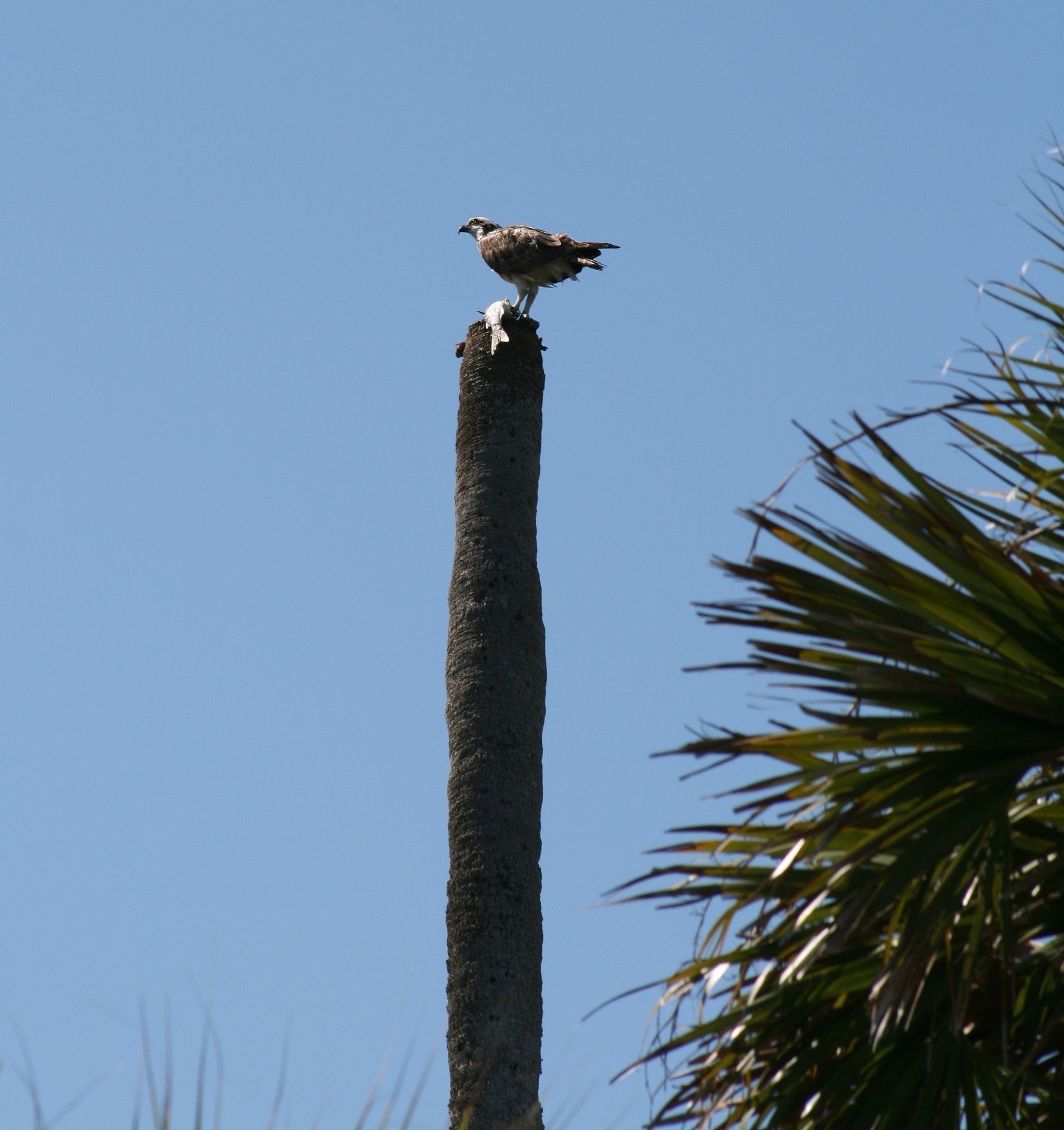 Слика од Pandion haliaetus carolinensis (Gmelin & JF 1788)