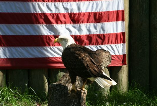 Image of Bald Eagle