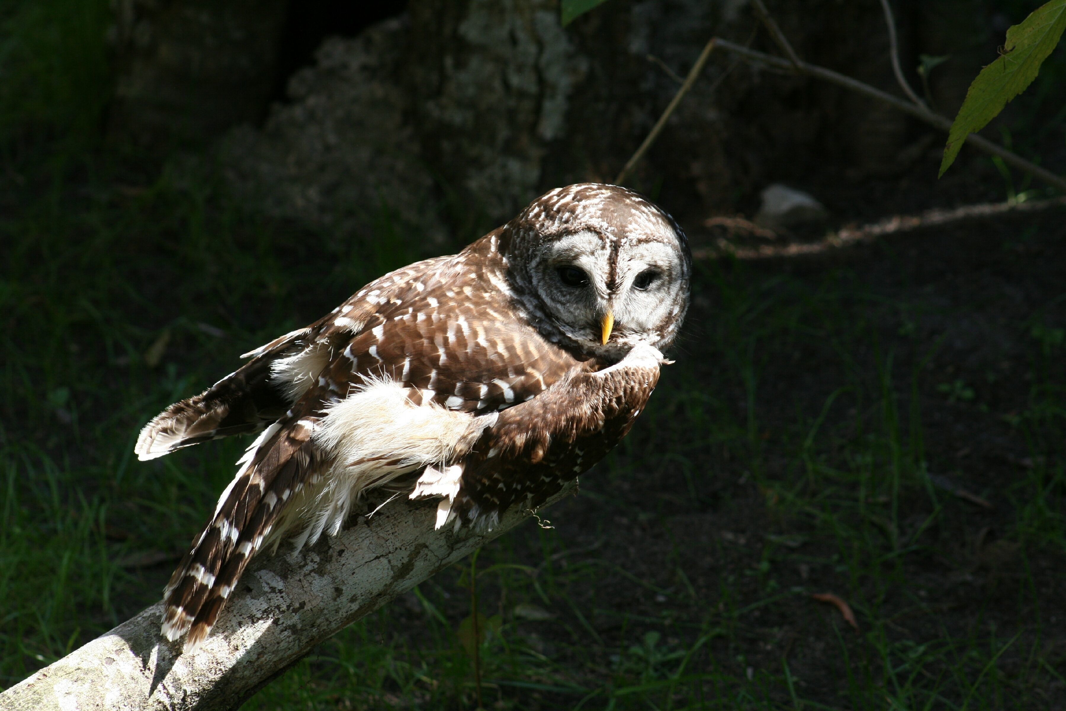 Image of Barred Owl