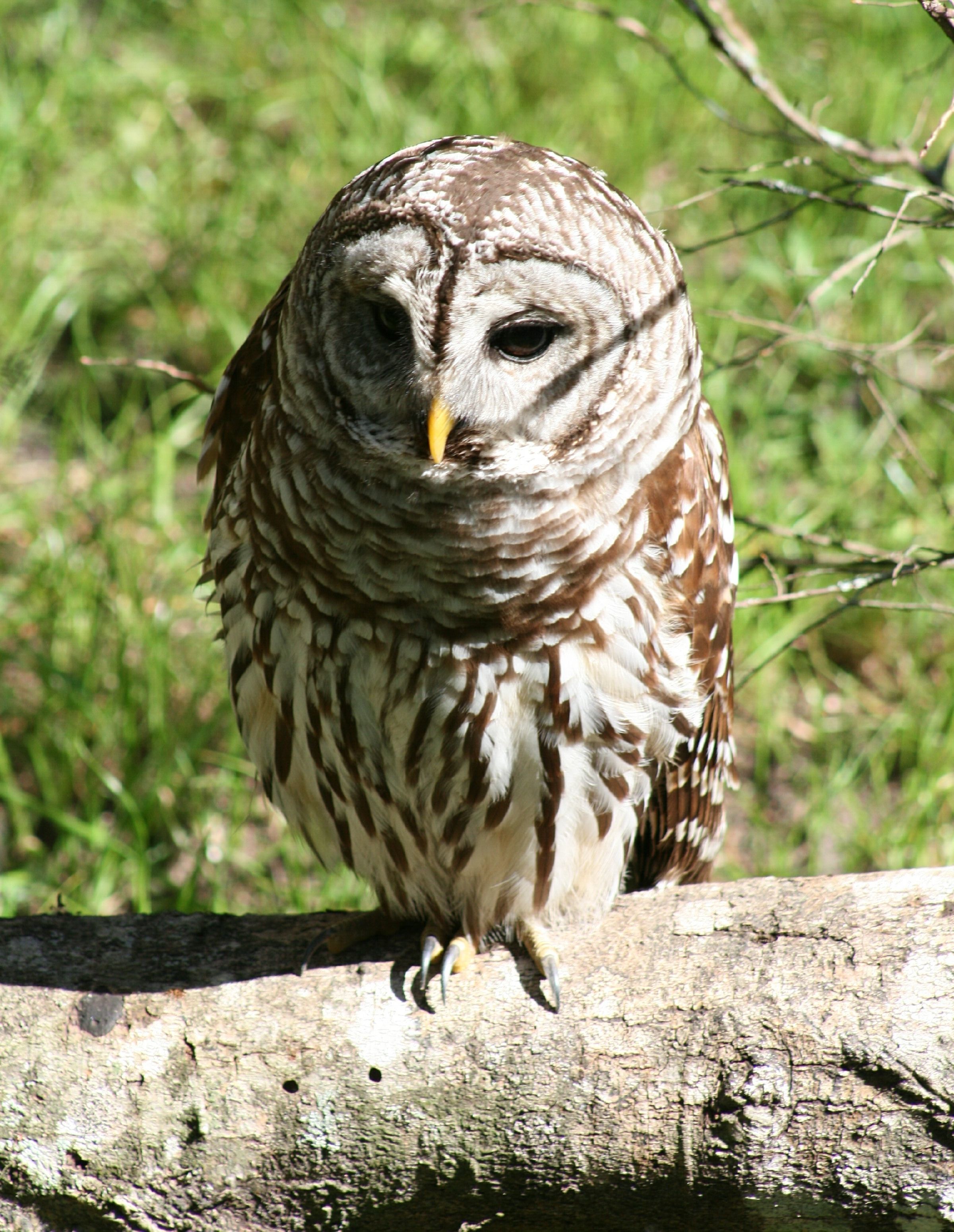 Image of Barred Owl