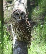 Image of Barred Owl