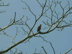 Image of Grey-lined Hawk