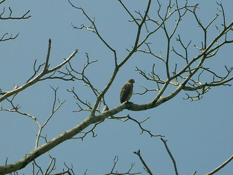 Image of Grey-lined Hawk