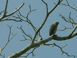 Image of Grey-lined Hawk