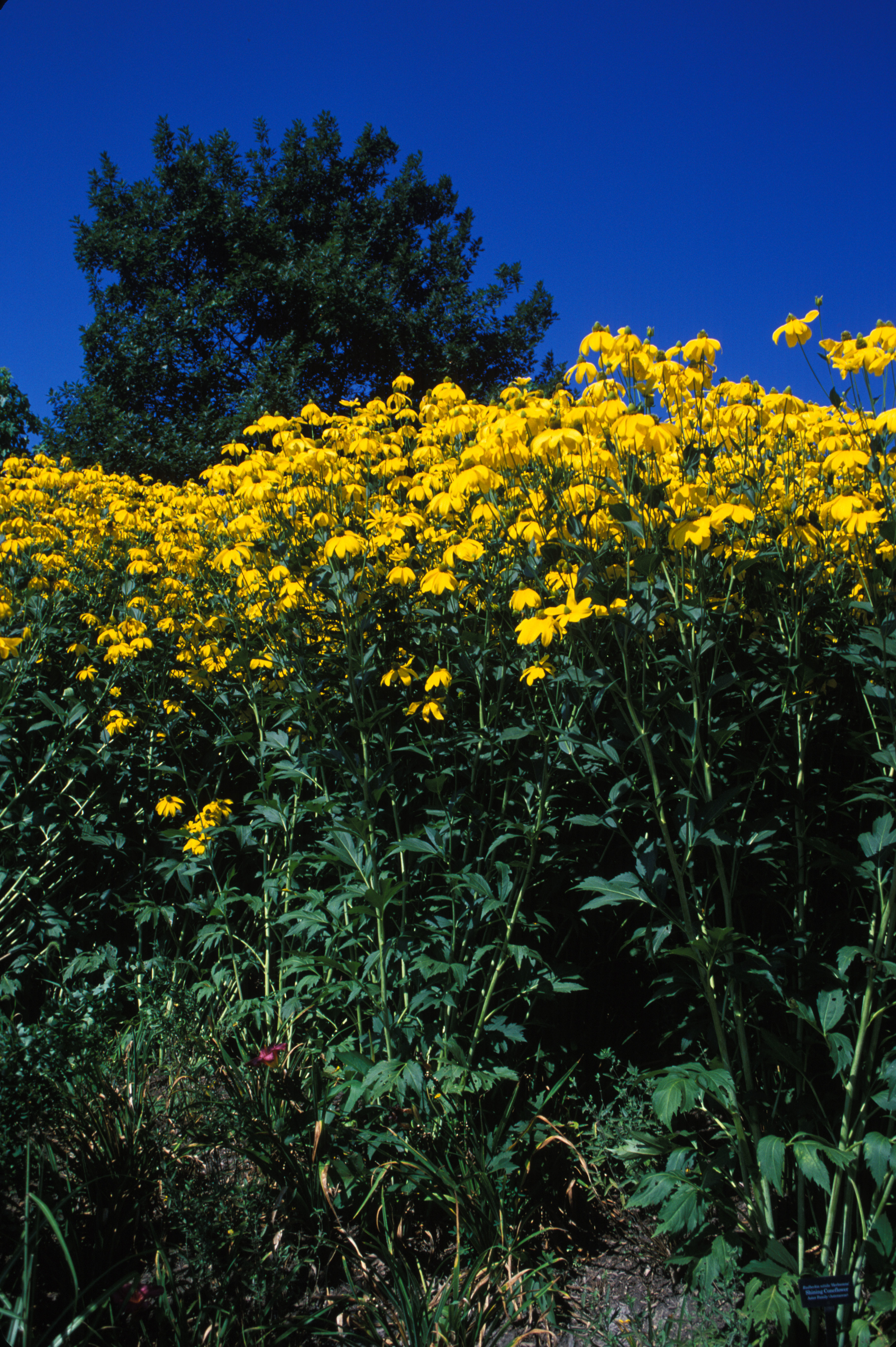 Image of Shiny Coneflower