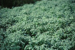 Image of Clustered Mountain-Mint