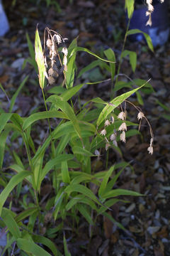 Imagem de Chasmanthium latifolium (Michx.) H. O. Yates