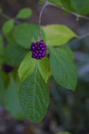 Image of American beautyberry