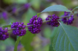 Image of American beautyberry