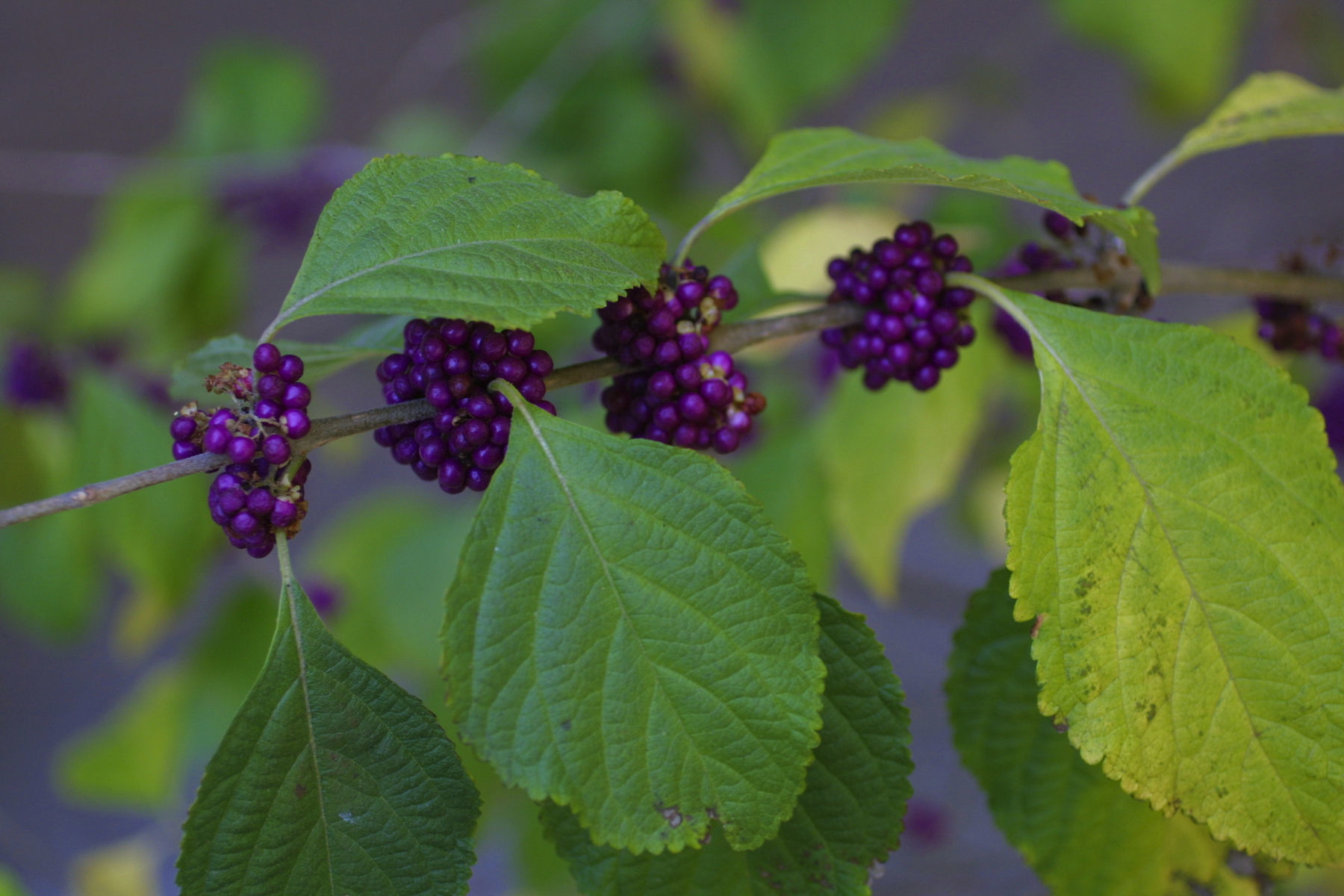 Image of American beautyberry