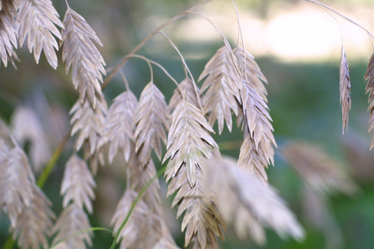 Image of Indian woodoats