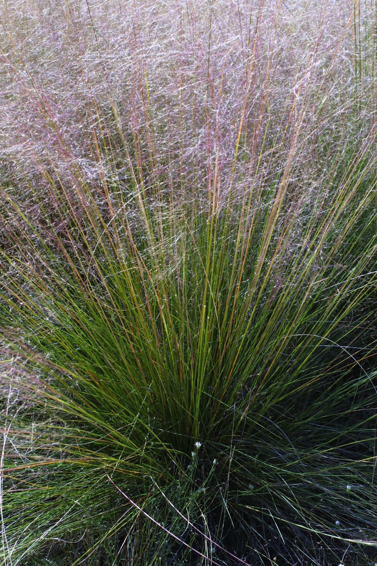 Image of hairawn muhly