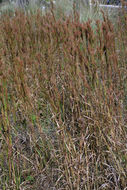 Imagem de Andropogon glomeratus (Walter) Britton, Sterns & Poggenb.