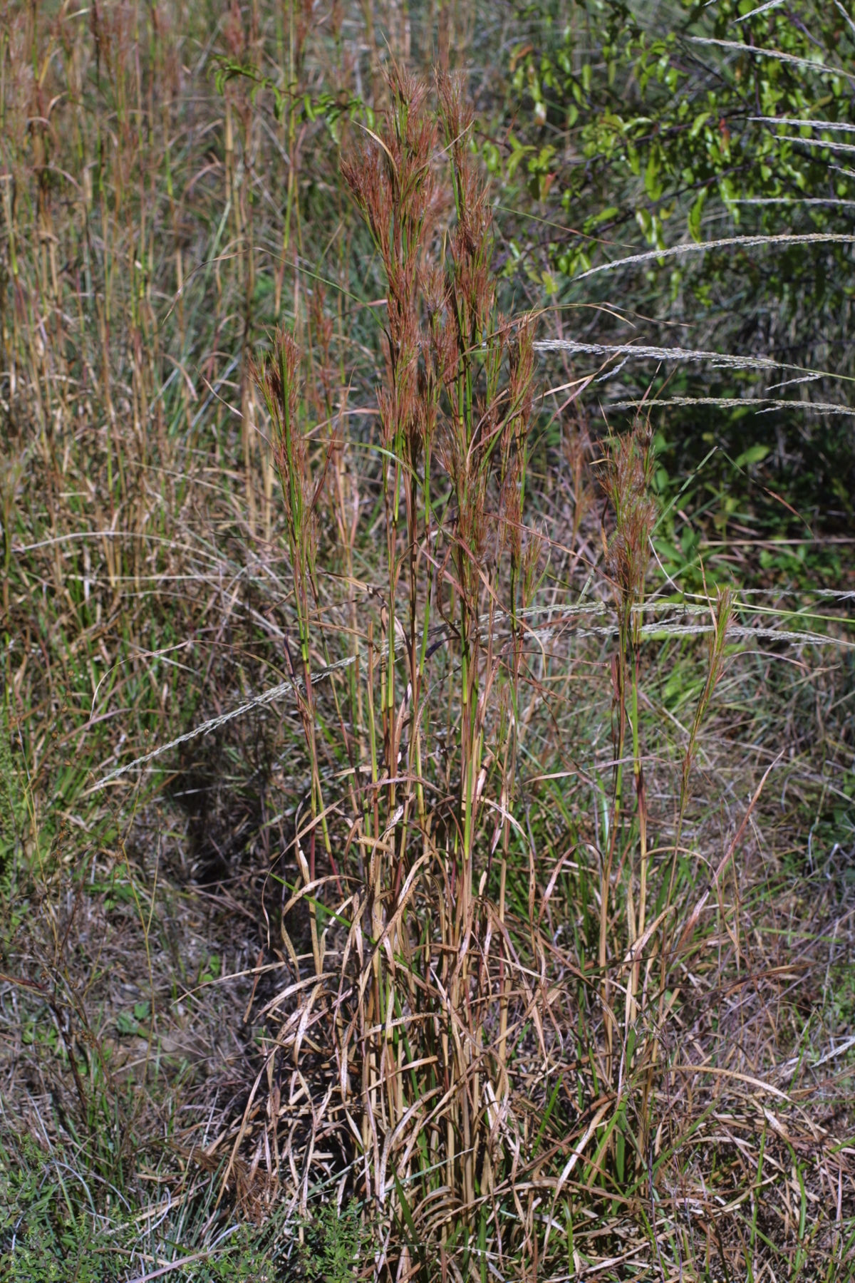 Imagem de Andropogon glomeratus (Walter) Britton, Sterns & Poggenb.