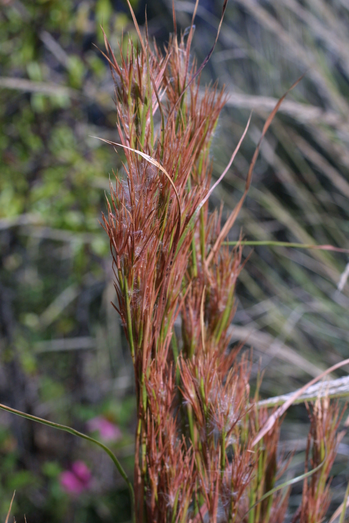 Imagem de Andropogon glomeratus (Walter) Britton, Sterns & Poggenb.