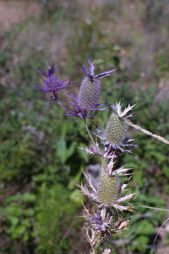 Imagem de Eryngium leavenworthii Torr. & Gray