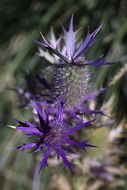 Eryngium leavenworthii Torr. & Gray resmi