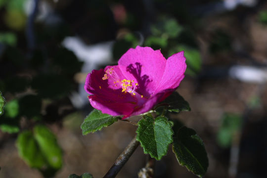 Image of Texas swampmallow