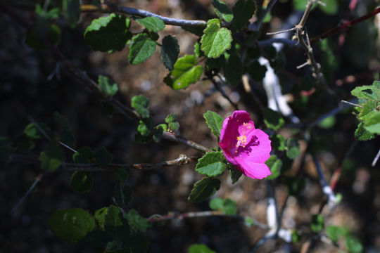 Image of Texas swampmallow