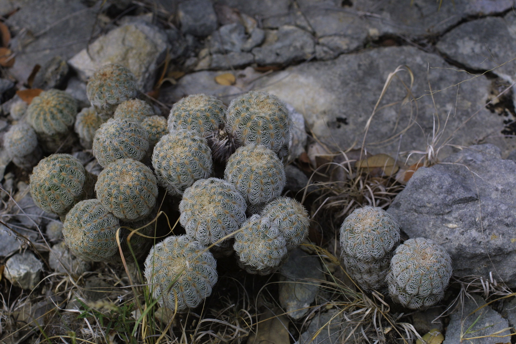 Plancia ëd Echinocereus reichenbachii (Terscheck ex Walp.) J. N. Haage