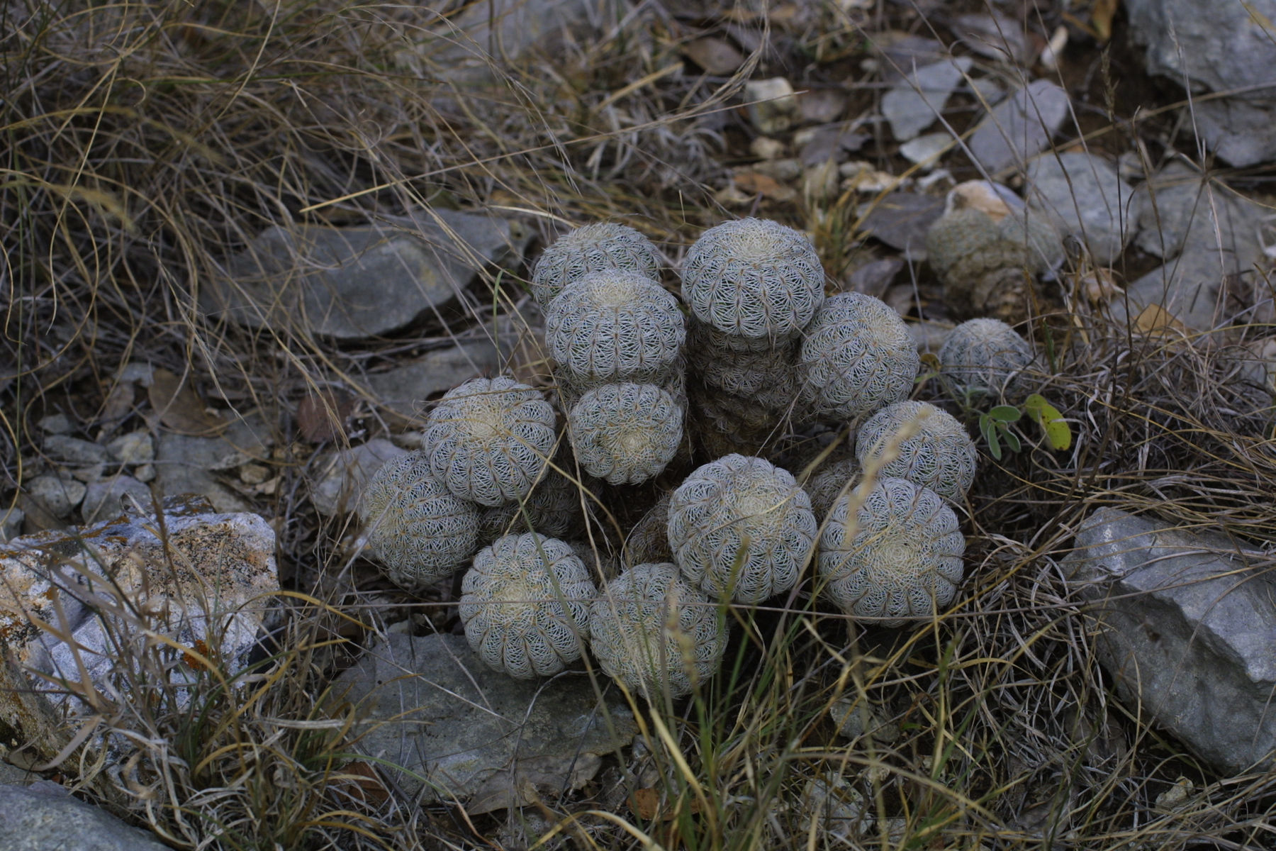 Plancia ëd Echinocereus reichenbachii (Terscheck ex Walp.) J. N. Haage