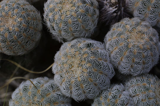 Image of Bailey's Hedgehog Cactus