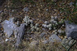 Plancia ëd Echinocereus reichenbachii (Terscheck ex Walp.) J. N. Haage