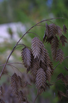 Image of Indian woodoats