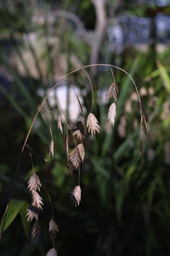 Image de Chasmanthium latifolium (Michx.) H. O. Yates