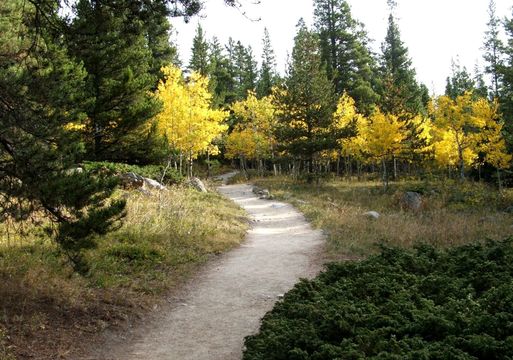 Image of quaking aspen