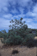 Image of Torrey pine