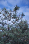 Image of Torrey pine